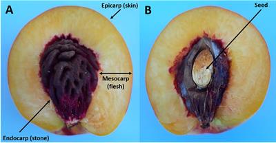 Stone Fruits: Growth and Nitrogen and Organic Acid Metabolism in the Fruits and Seeds—A Review